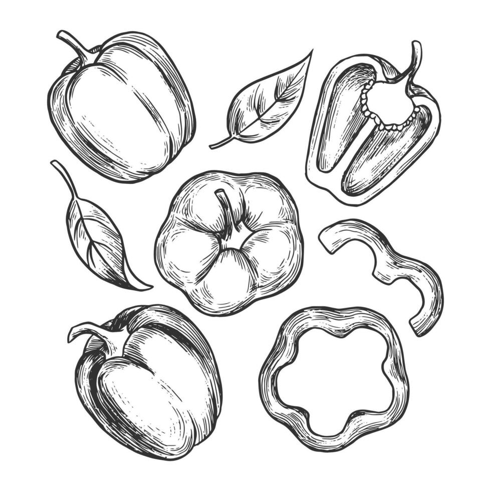 Hand drawn bell pepper slices and leaves, showcasing different cuts. Features detailed line art suitable for culinary or botanical designs vector