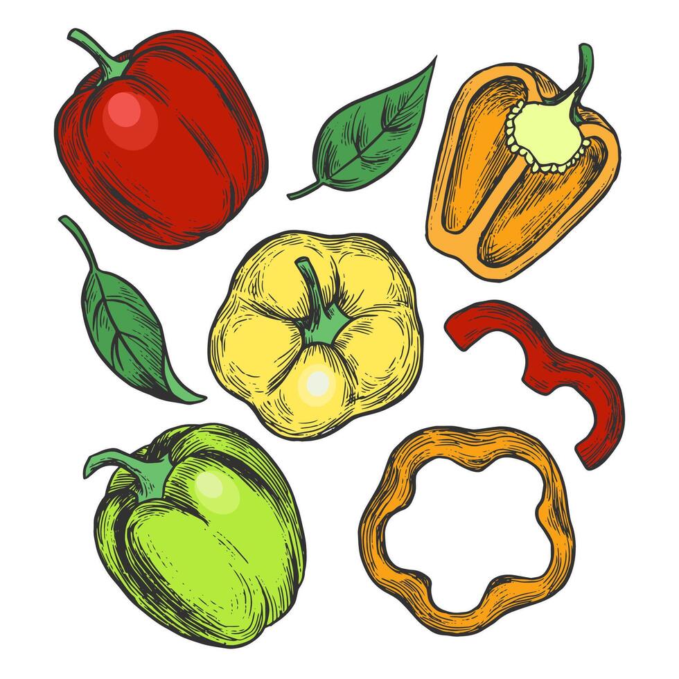 Illustration showcasing a collection of colorful bell peppers, including whole and sliced pieces. Includes red, yellow, and green peppers, along with leaves for added detail. vector
