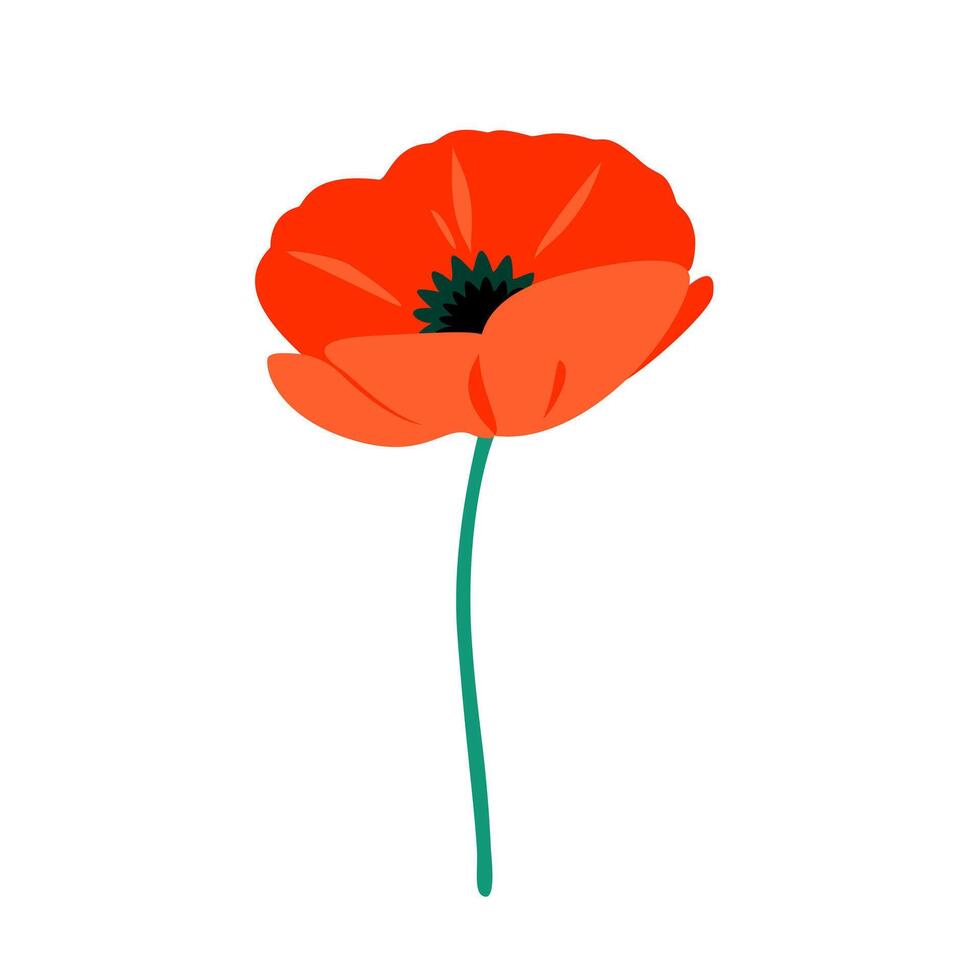 Bright red poppy flower. isolated illustration vector