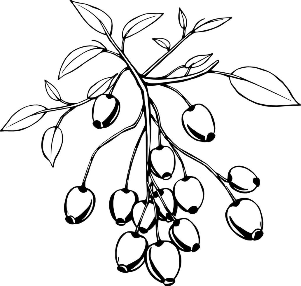 Ink Drawing Of A Branch With Abundant Berries And Lush Leaves vector