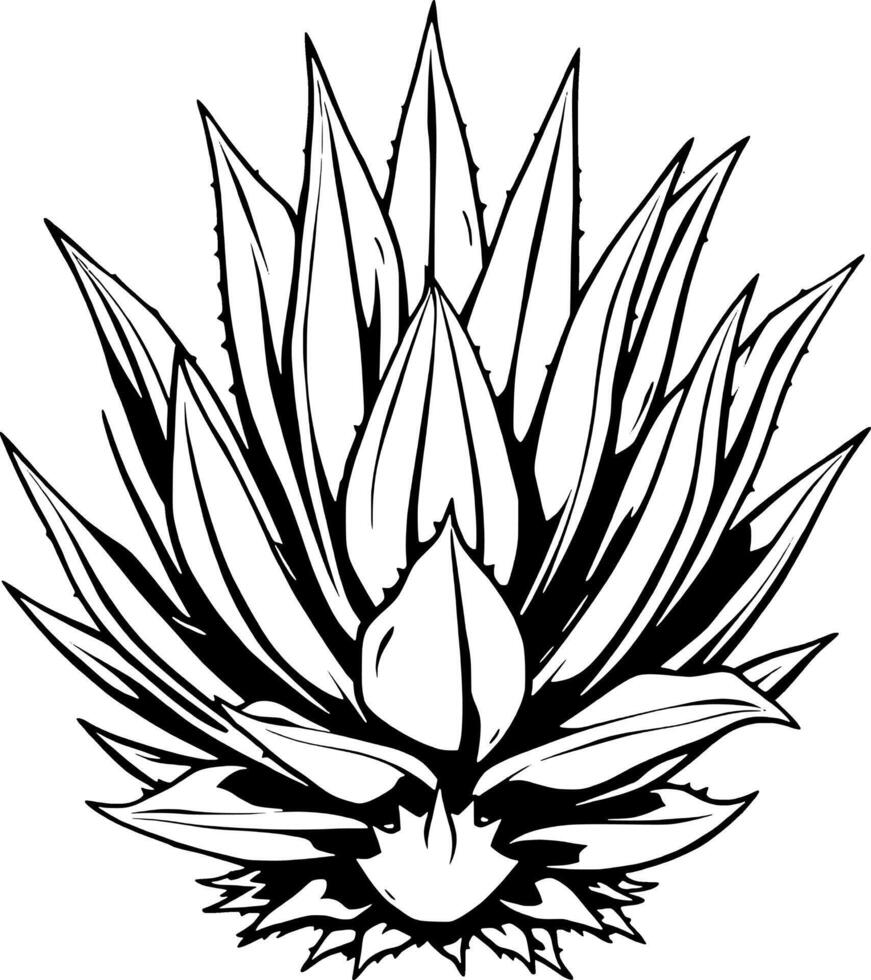 Striking Illustration Of An Agave Plant vector