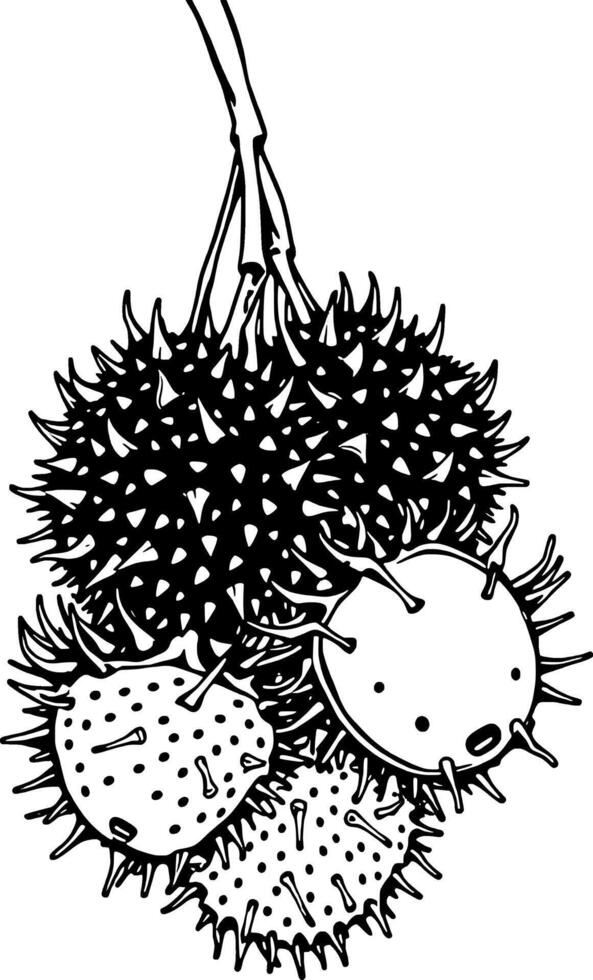 Cluster of Spiky Mature Horse Chestnut Fruits Hanging from a Branch vector