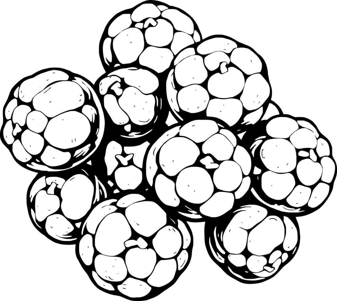 A Collection Of Hand-Drawn Mangosteens Detailed Black And White Illustration Of Tropical Fruits vector