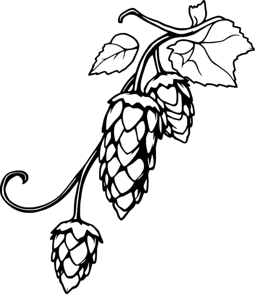Elegant Black And White Illustration Of Hop Cones On Vine With Leaves vector
