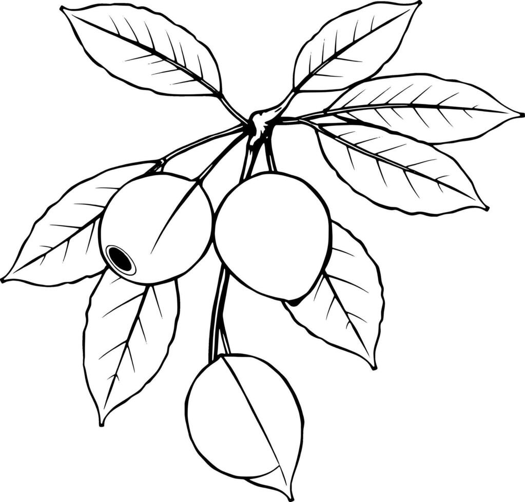Illustration Of A Branch With Pale Green Fruits And Leaves vector