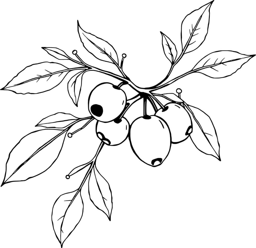Elegant Line Drawing Of A Branch With Berries And Leaves vector