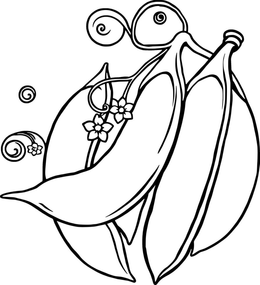 Ornate Line Drawing Of Fresh Garden Peas With Delicate Flowers vector