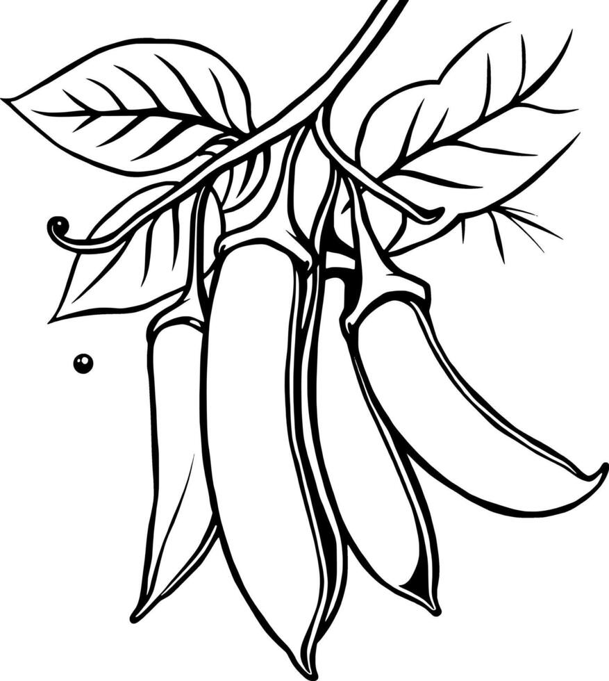 Three Sugar Snap Peas Hanging From Vine With Leaves vector