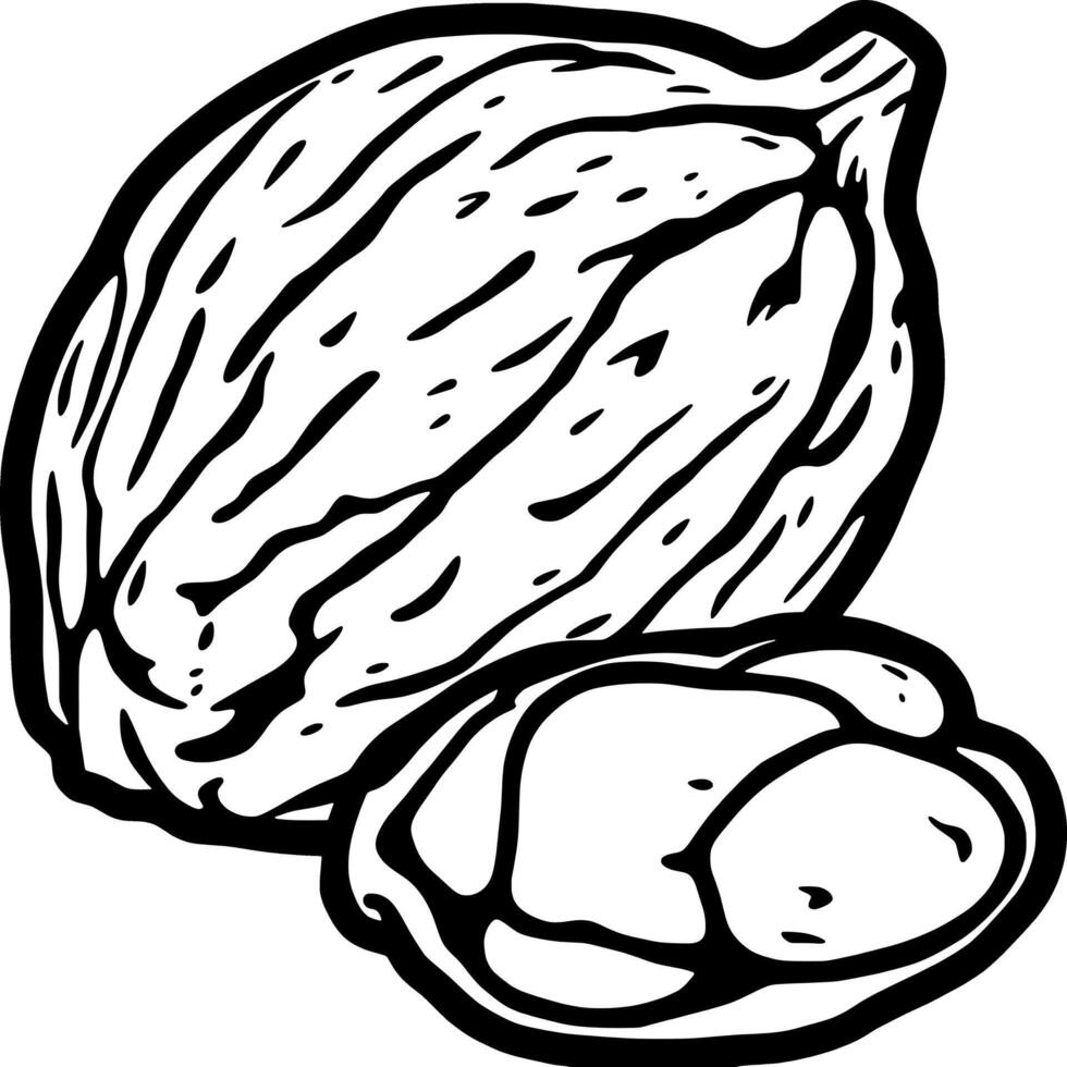 A Detailed Illustration Of A Cracked Walnut Showing The Nutmeat Inside A Simple Black And White Dr vector