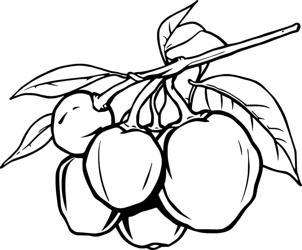 Line Art Drawing Of Ripe Cherries On Branch With Leaves vector