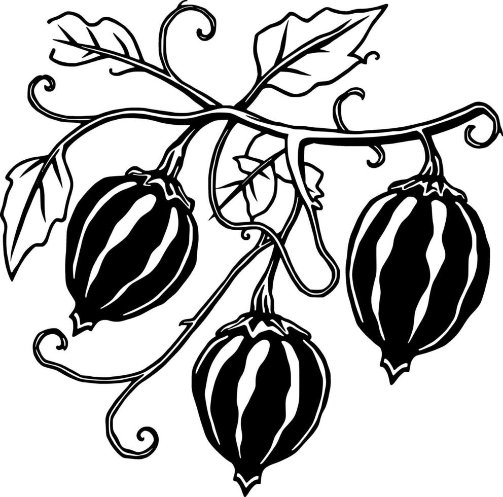 Stylized Black And White Illustration Of Three Gourds Hanging From A Vine With Leaves vector