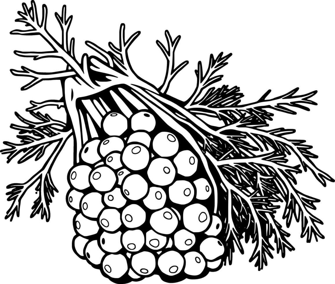 Detailed Line Drawing Of A Cluster Of Berries Attached To A Plant Stem vector
