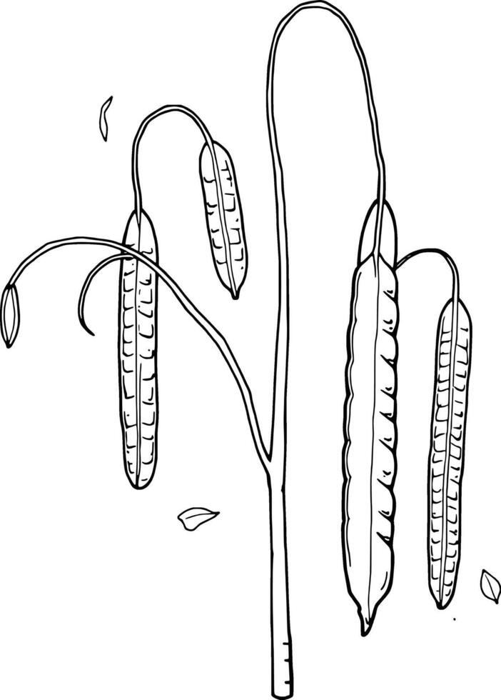 Line Drawing Of A Plant With Long Seed Pods Hanging Down vector