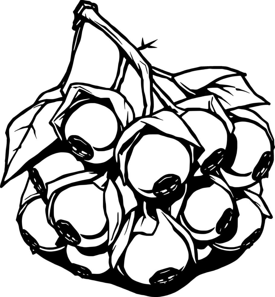 A Cluster Of Bold Black And White Rosehips On A Branch vector