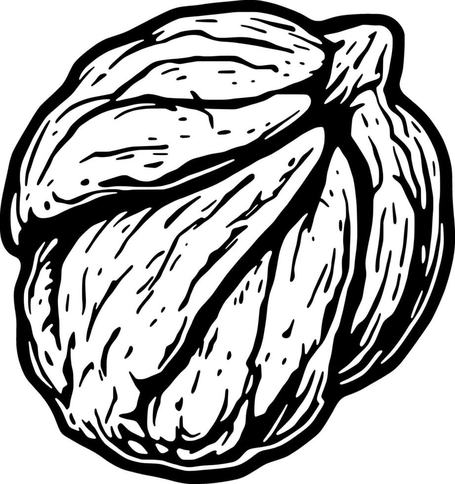 Detailed Line Art Illustration Of A Single Walnut In Shell vector