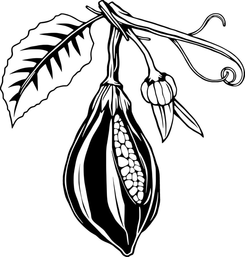 Detailed Line Art Illustration Of A Cacao Pod With Seeds Leaf And Bud vector