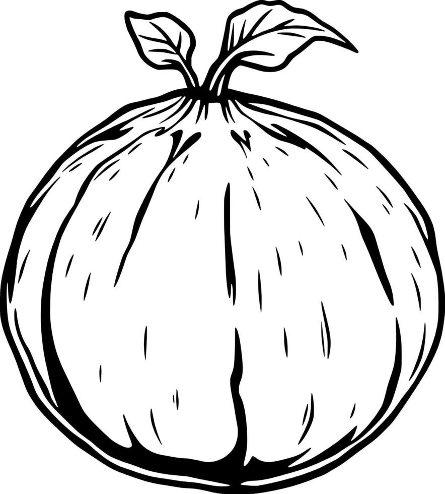 Detailed Line Drawing Of A Single Ripe Fig With Leaves vector