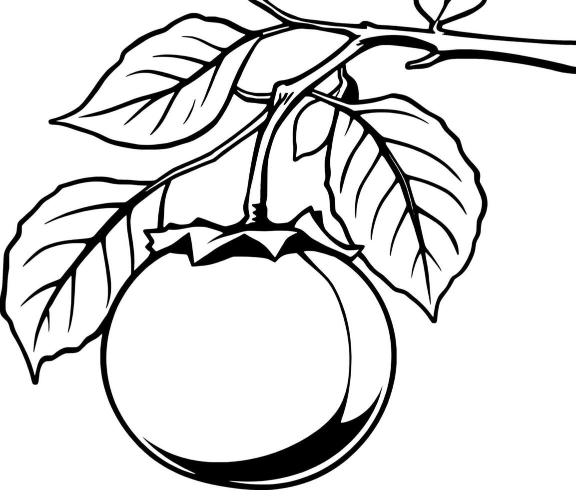 A Single Pale Green Fruit Hanging From a Branch With Lush Leaves vector