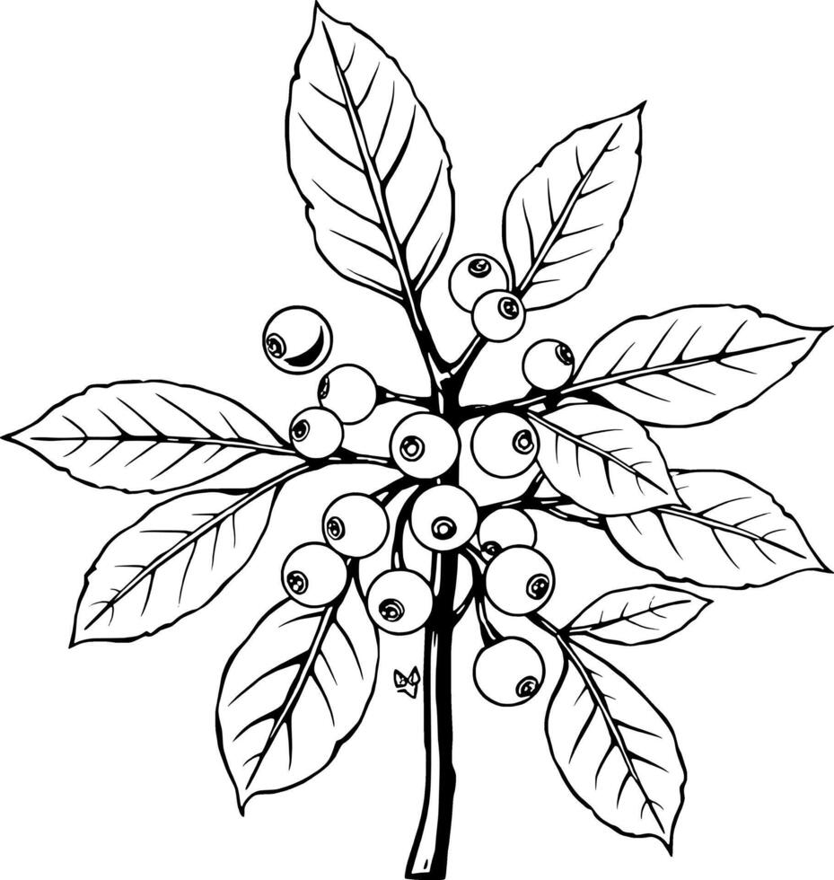 Detailed Line Drawing Of A Branch With Abundant Berries And Lush Leaves vector