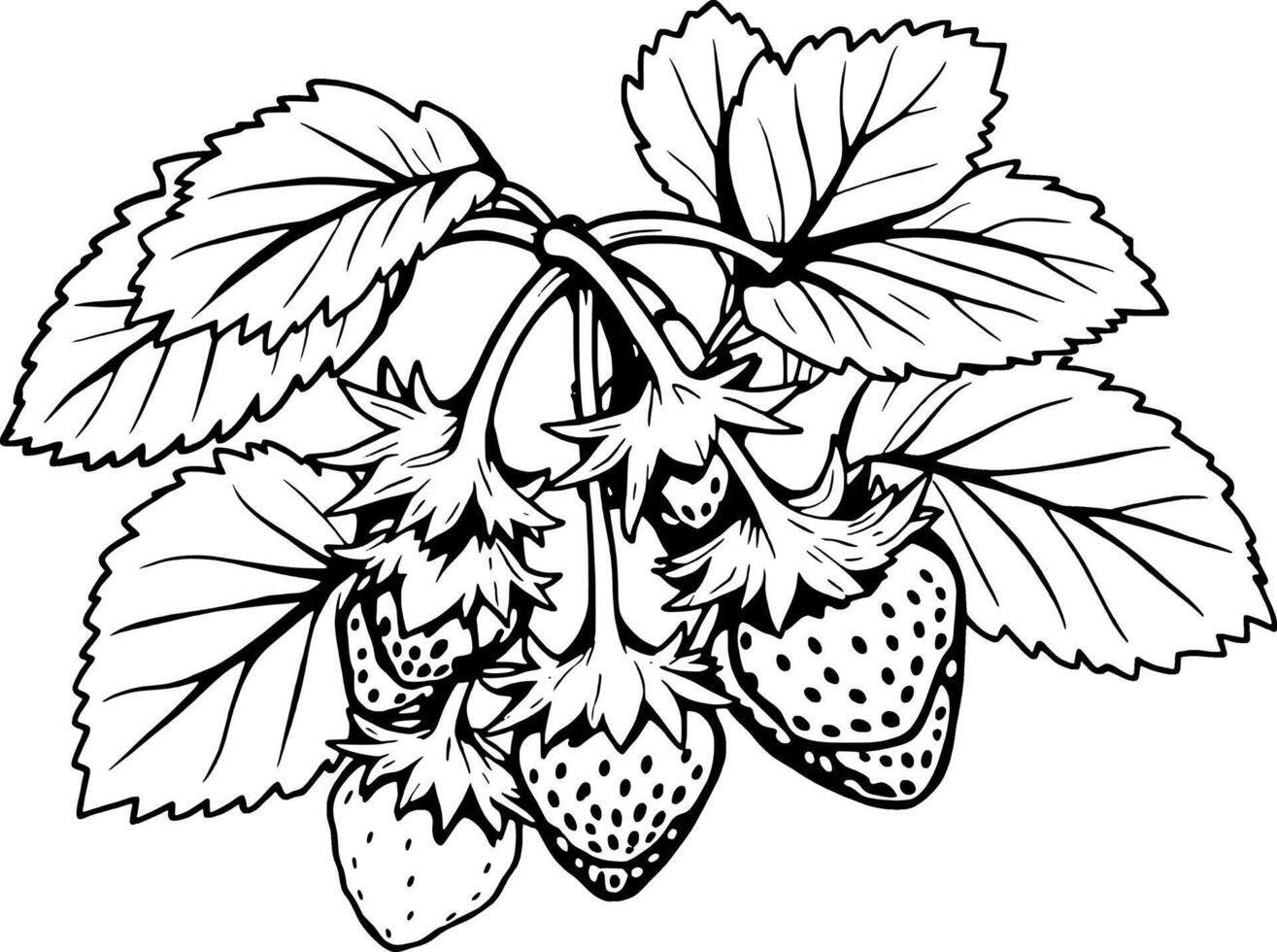 Detailed Line Art Illustration Of Ripe Strawberries On The Vine With Lush Green Leaves vector