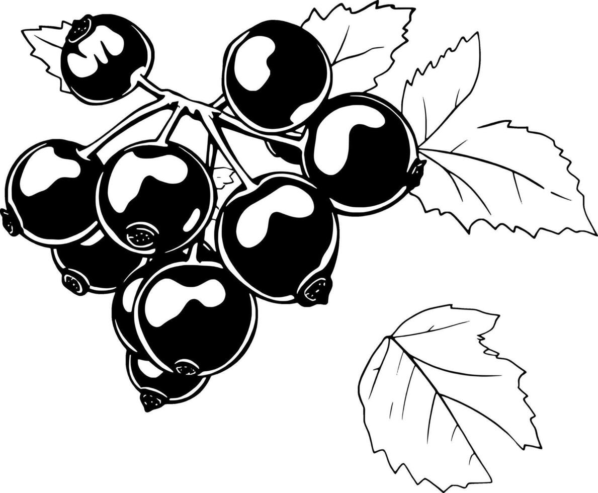 Blackcurrant Bunch A Detailed Line Art Illustration of Ripe Berries and Leaves vector