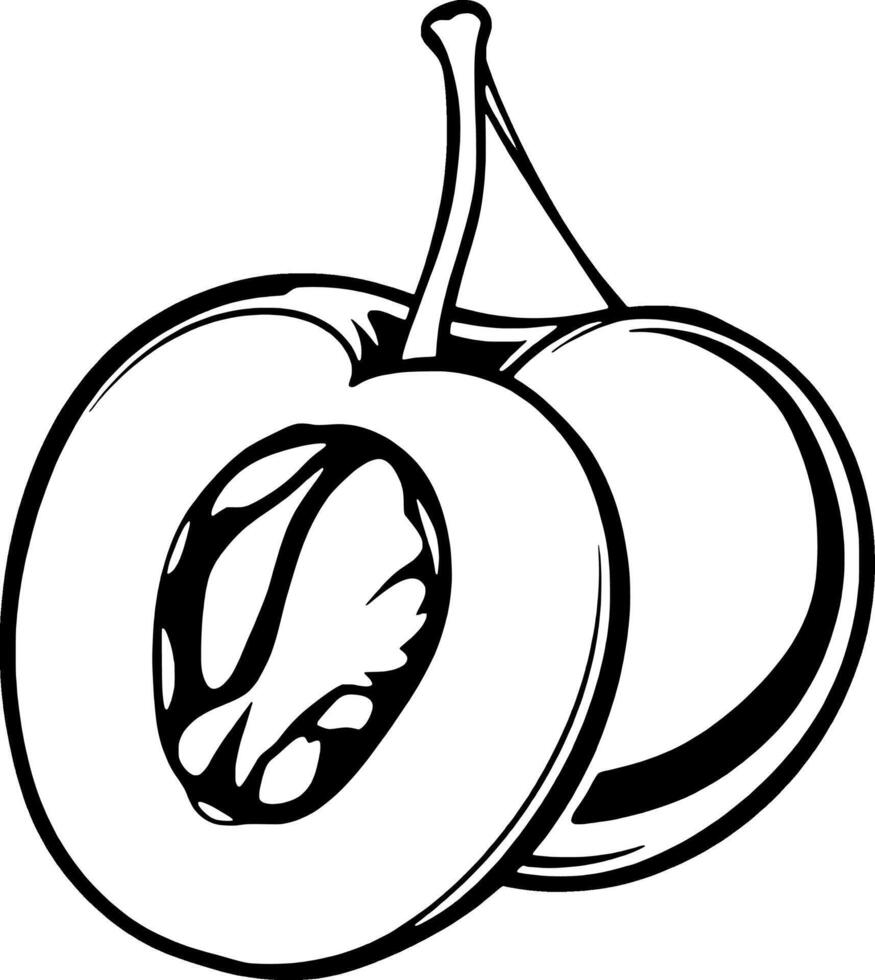 A Detailed Line Drawing Of A Halved Plum With A Visible Pit Illustrating The Fruit s Internal Struct vector