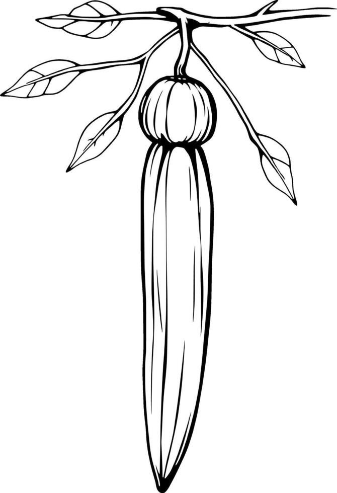 Hand-Drawn Illustration Of A Cacao Pod Hanging From Its Branch With Leaves vector