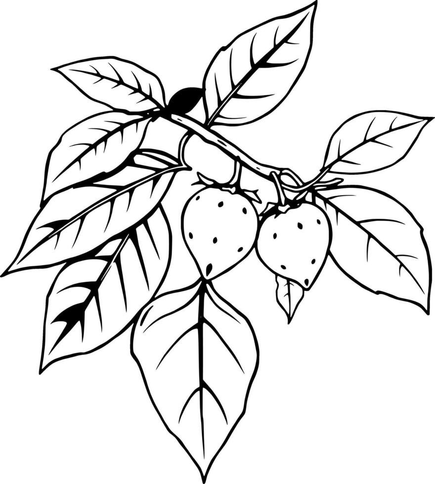 Detailed Line Drawing Of Strawberry Plant With Two Ripe Berries And Lush Green Foliage vector