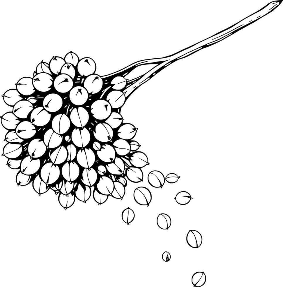 Black And White Illustration Of A Cluster Of Coriander Seeds Falling vector