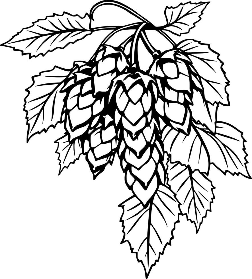 Detailed Line Drawing Of A Hop Bine With Mature Cones And Leaves vector