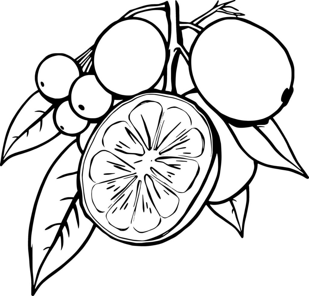 Hand-Drawn Illustration Of Citrus Fruits On Branch With Leaves vector