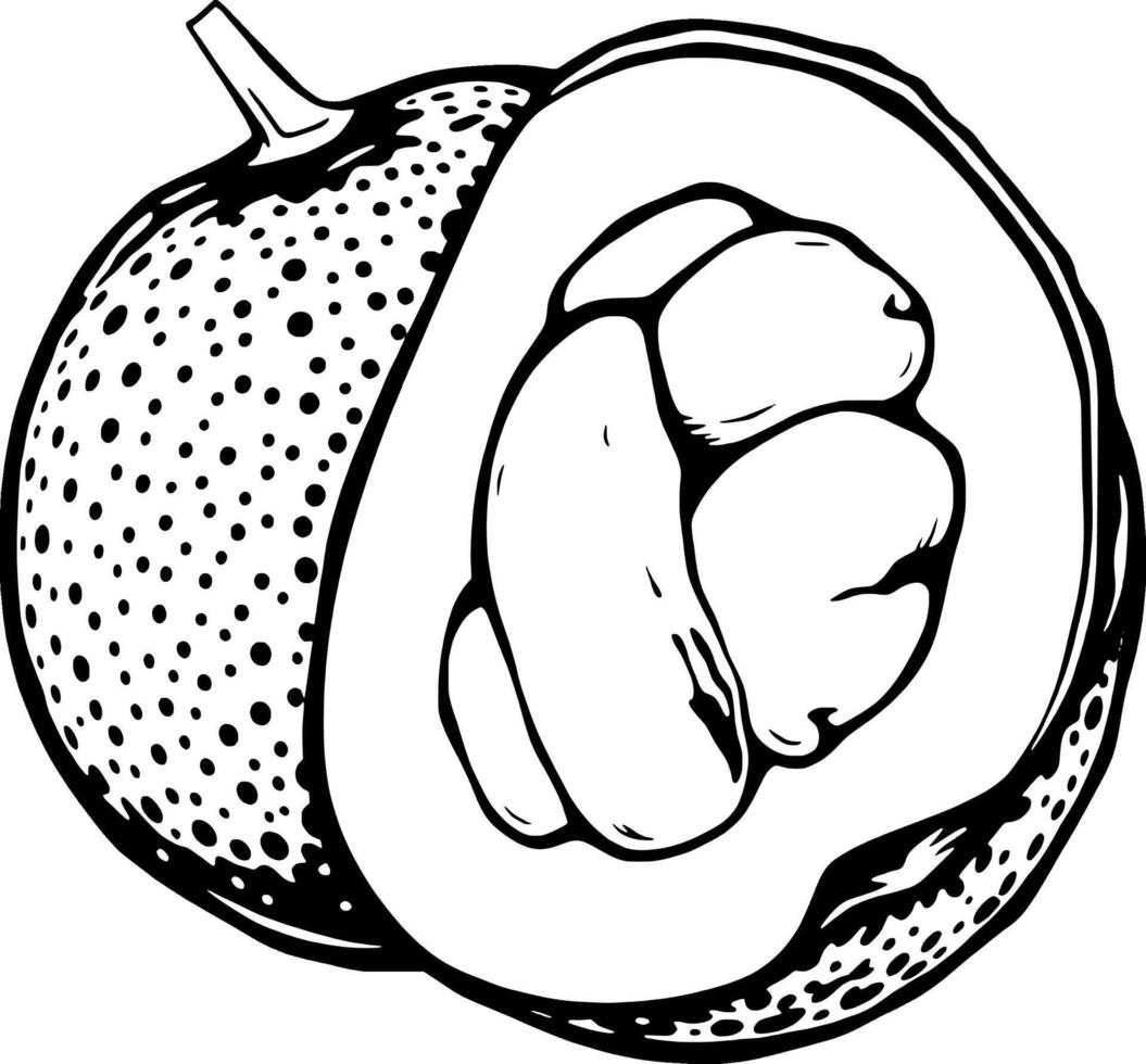 Halved Tropical Fruit Illustration Detailed Line Drawing Of A Sweet Melon With Seeds Isolated On W vector