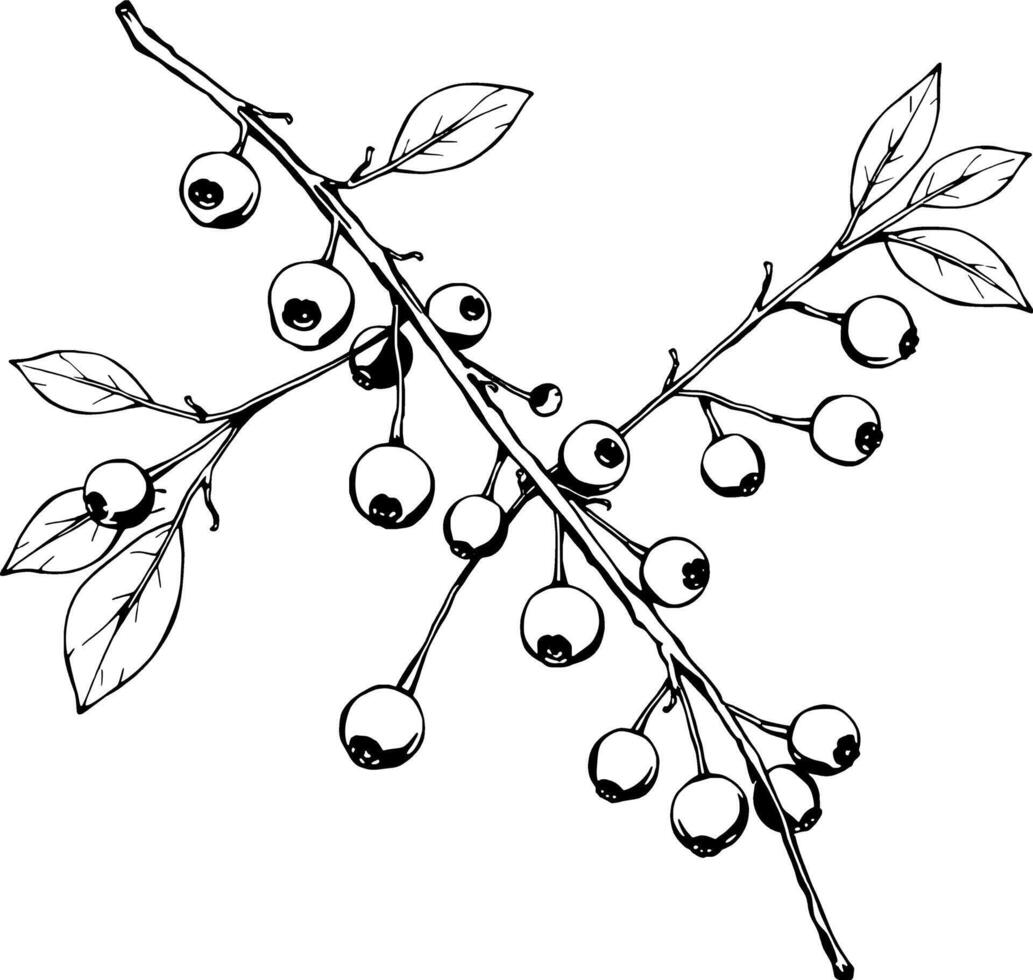 Hand-Drawn Illustration Of A Blueberry Branch With Lush Berries And Leaves vector