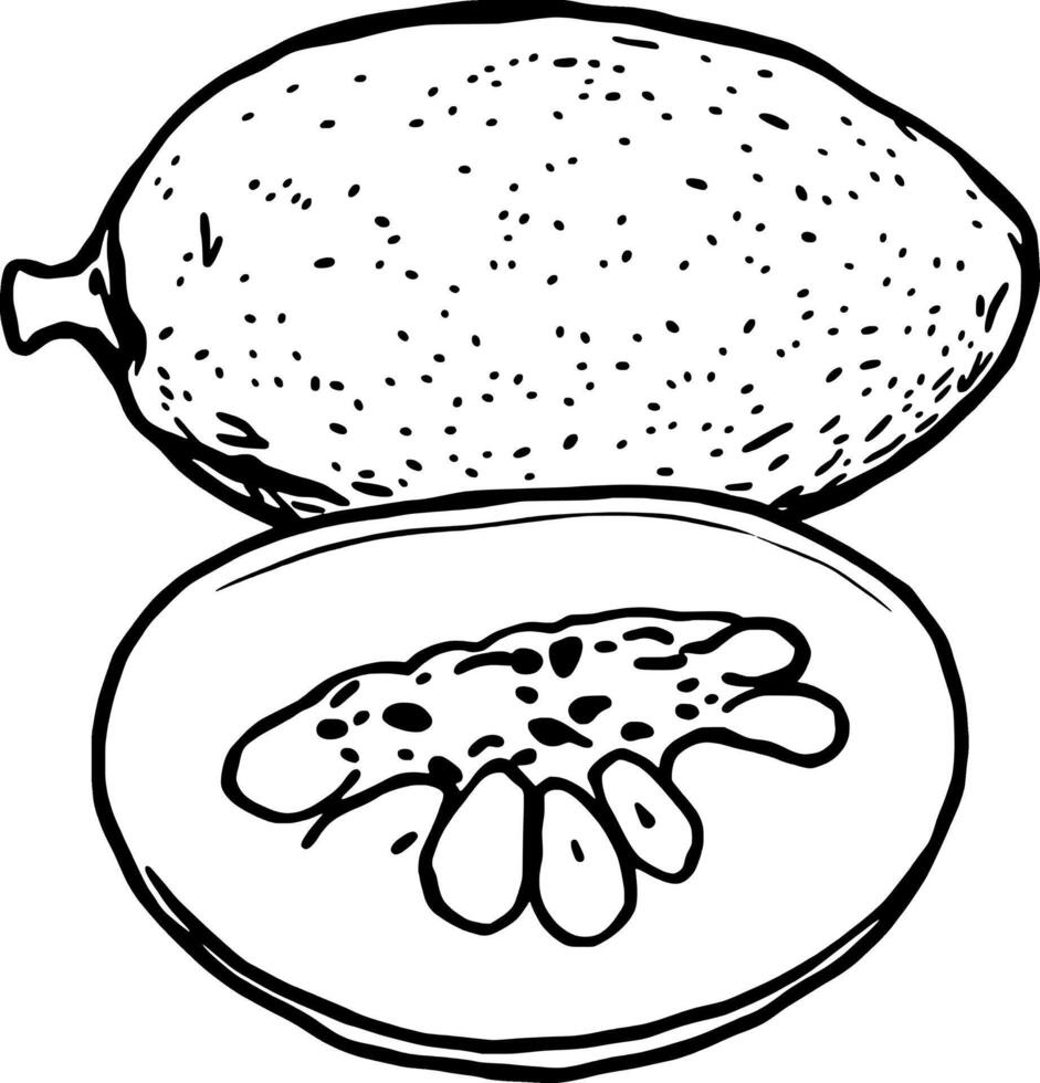 Detailed Illustration Of A Ripe Papaya Fruit Whole And Halved Showing Seeds And Pulp vector