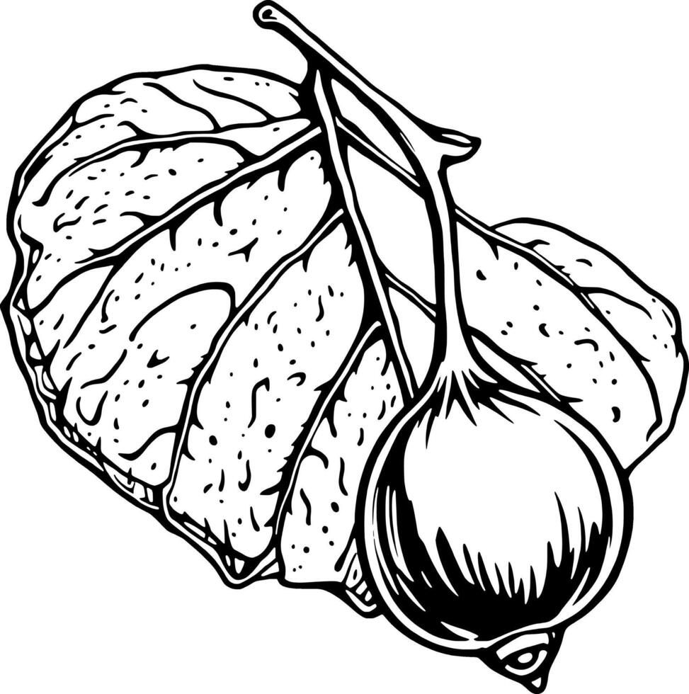 Detailed Line Art Illustration Of A Single Fig With Leaves vector