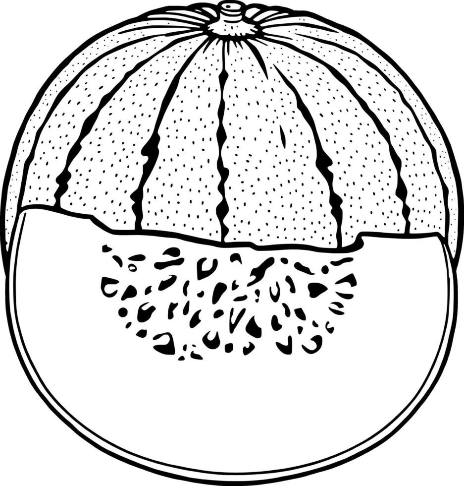 A Detailed Line Drawing Of A Halved Honeydew Melon Showing Its Seeds And Rind vector