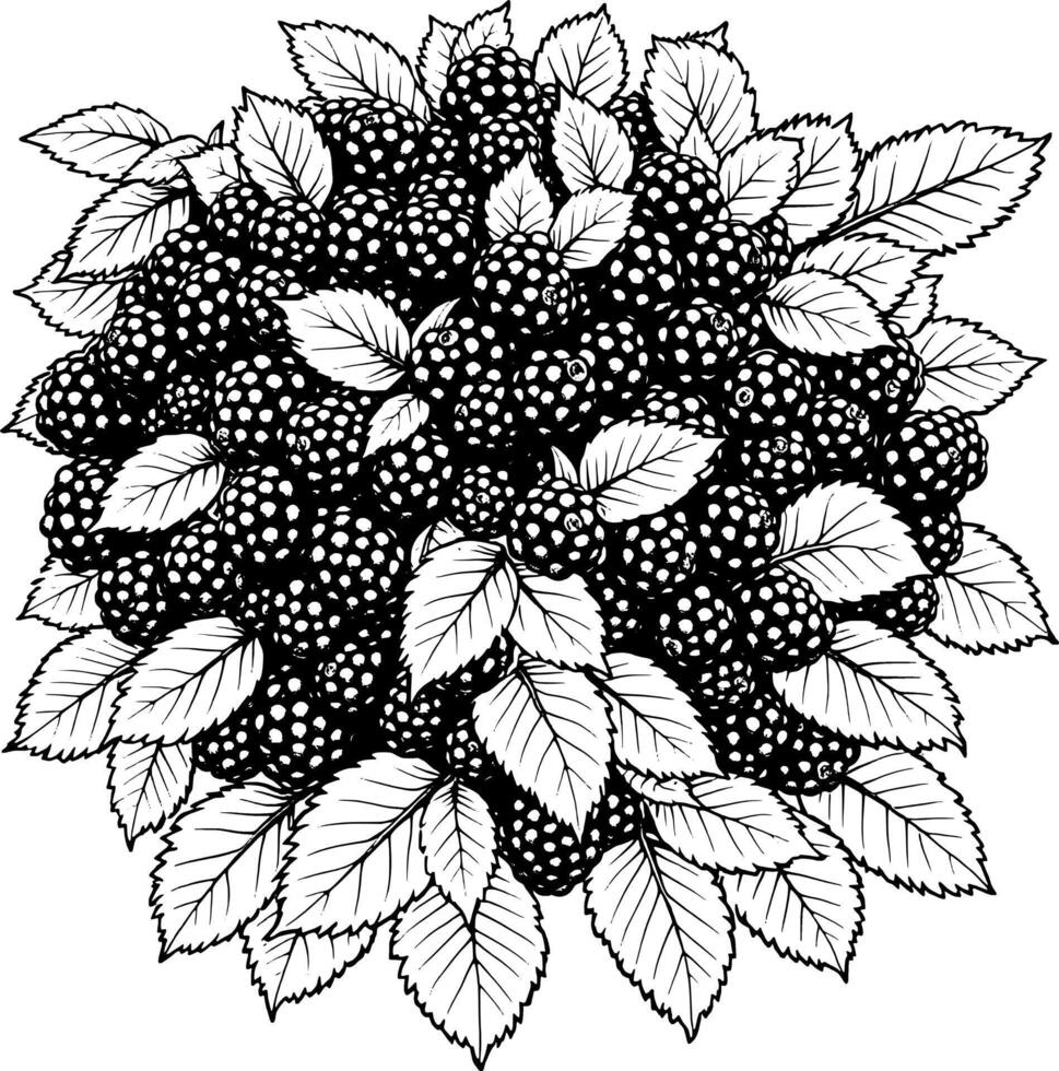 Abundant Cluster Of Ripe Blackberries With Lush Green Leaves Detailed Line Art Illustration vector