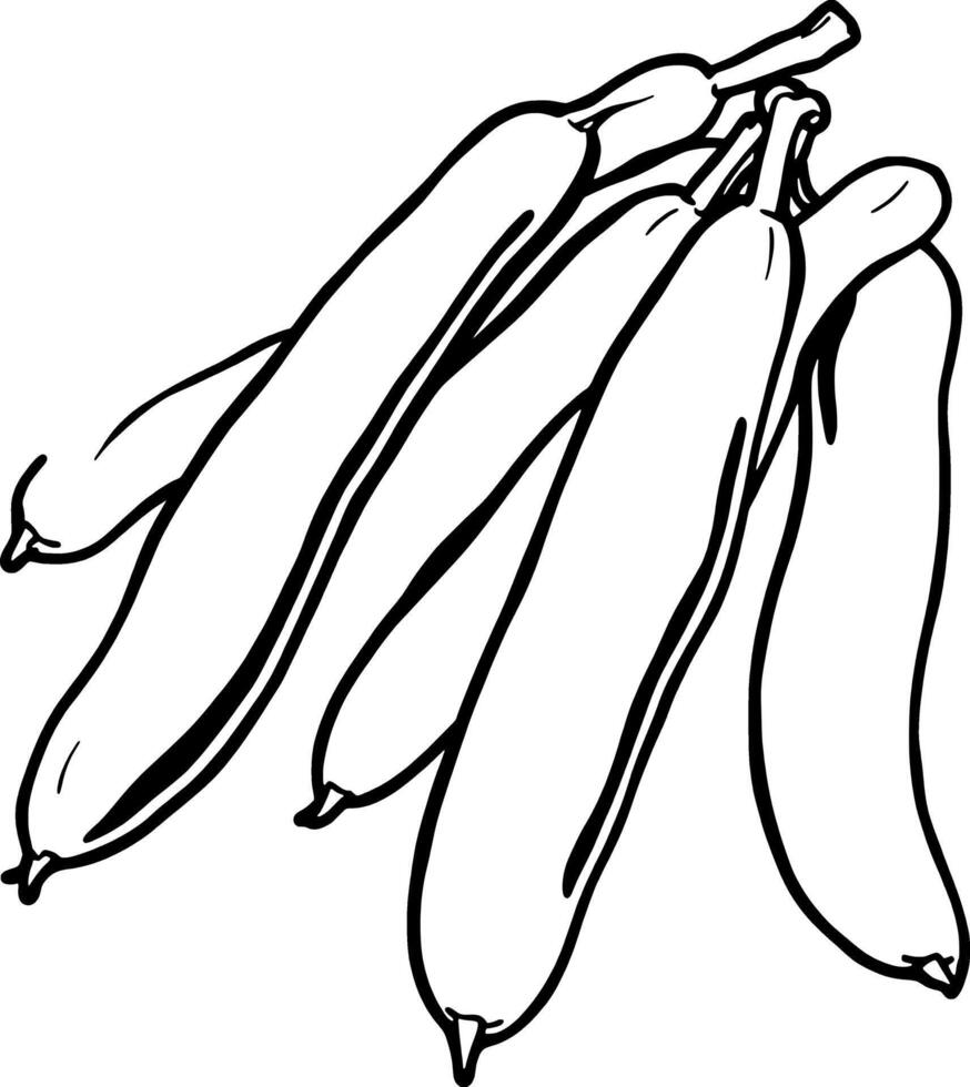 Hand-Drawn Illustration Of A Bunch Of Long Curved Bananas vector