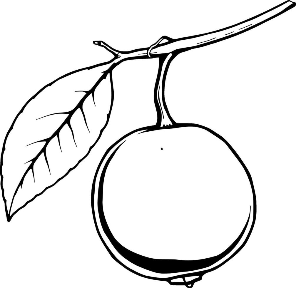 Single Pale Yellow Fruit Hanging From Branch With Leaf vector