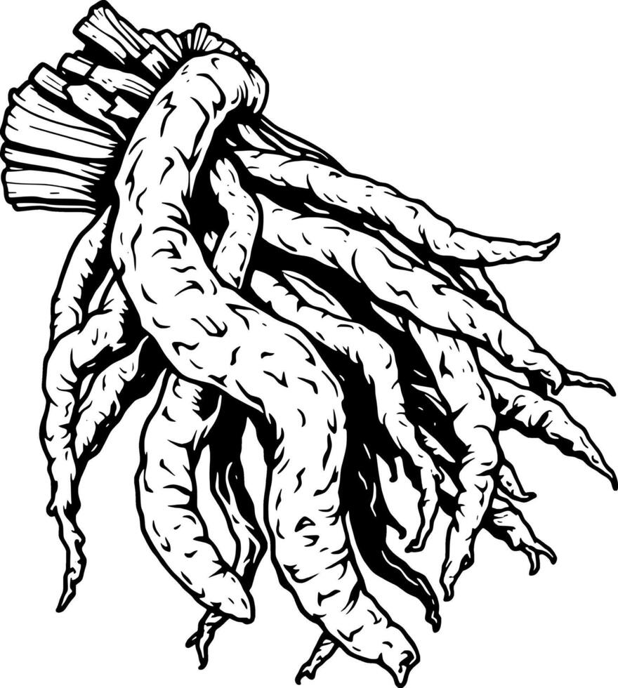 Detailed Line Art Illustration Of A Cluster Of Twisted Vegetable Roots vector