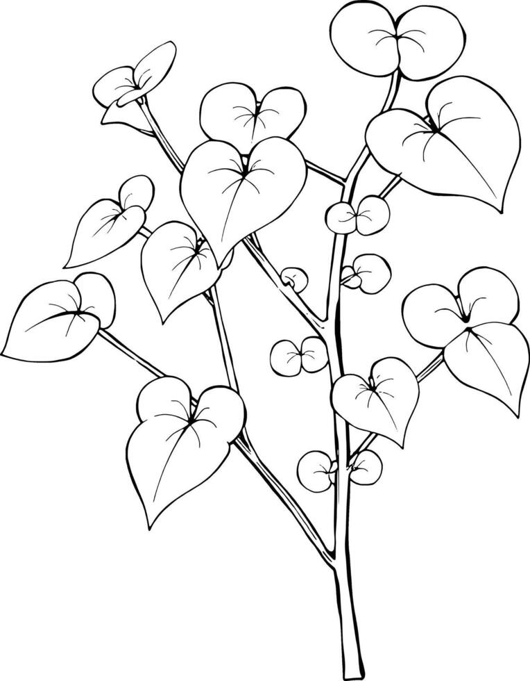 Detailed Line Drawing Of A Branch With Heart-Shaped Leaves And Small Buds vector