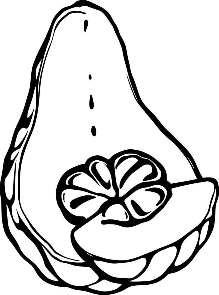Sliced Chayote A Detailed Line Art Illustration Of A Fresh Chayote With A Visible Slice Showcasing vector