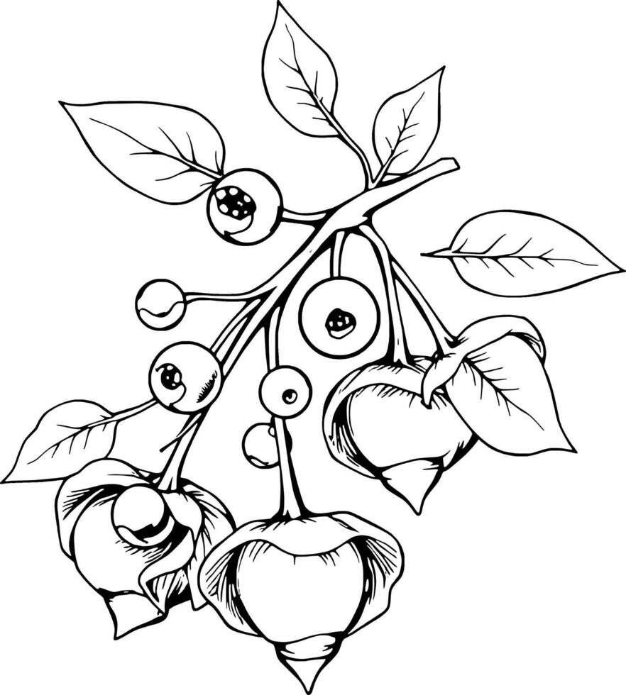 Elegant Line Drawing Of A Branch With Berries And Flowers vector