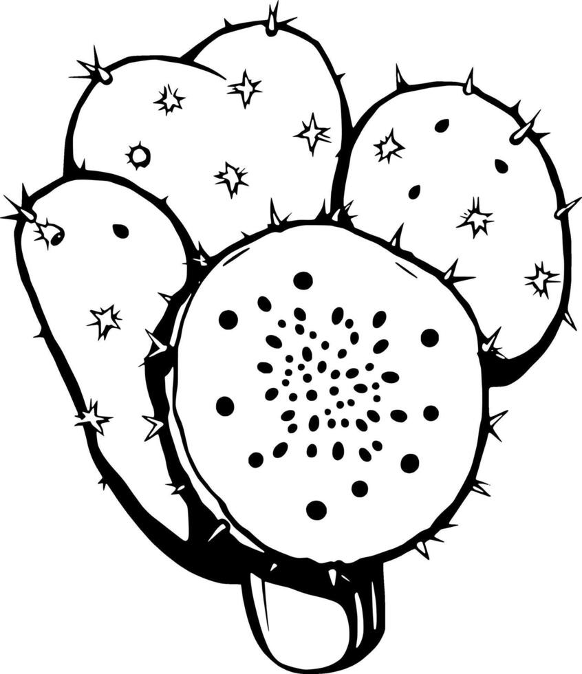 Prickly Pear Cactus Illustration A Detailed Drawing Of A Pink Cactus Fruit And Its Spiny Pads vector