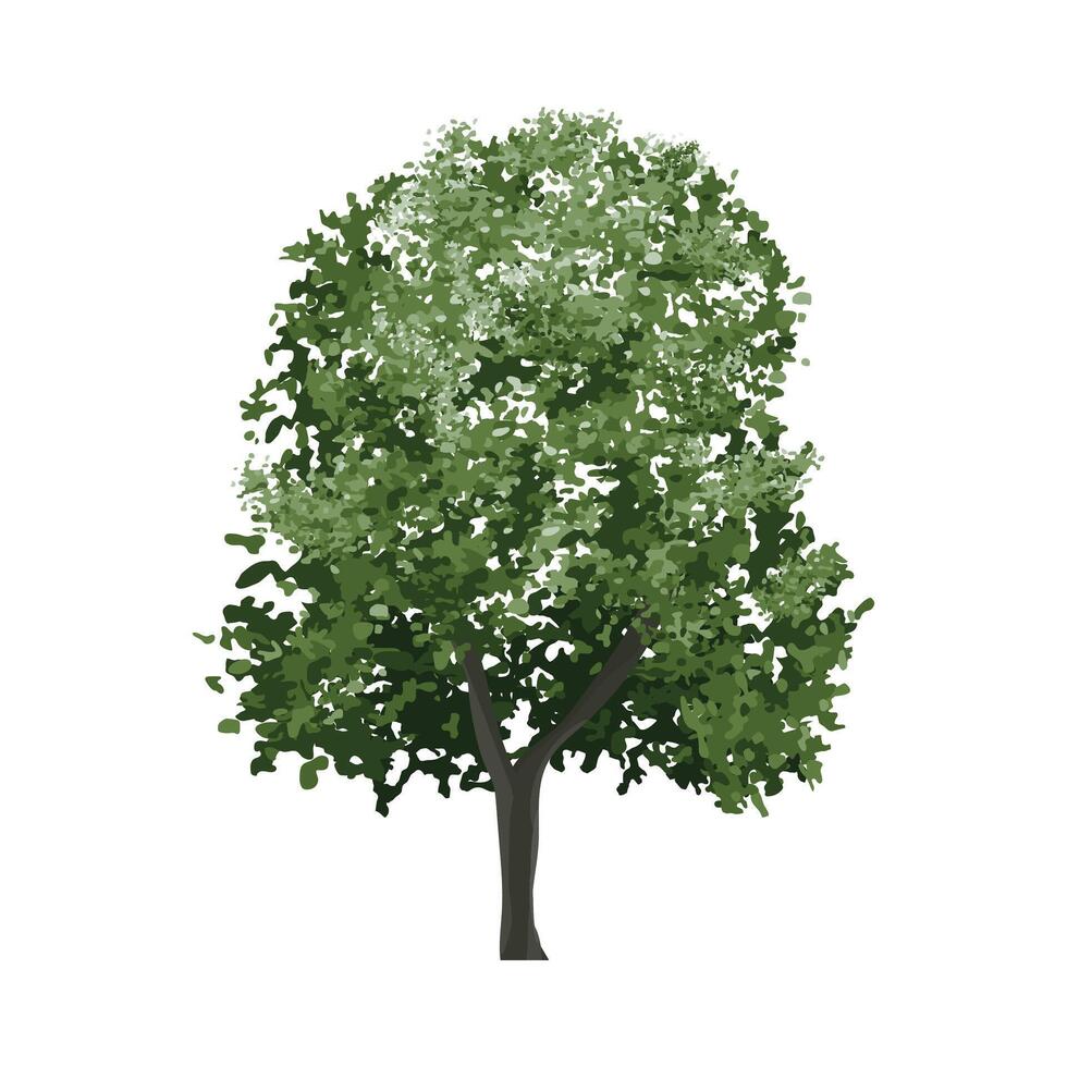 Tree isolated on white background. Landscape object for outdoor graphic, architecture drawing, elements for environment and gardening. . vector