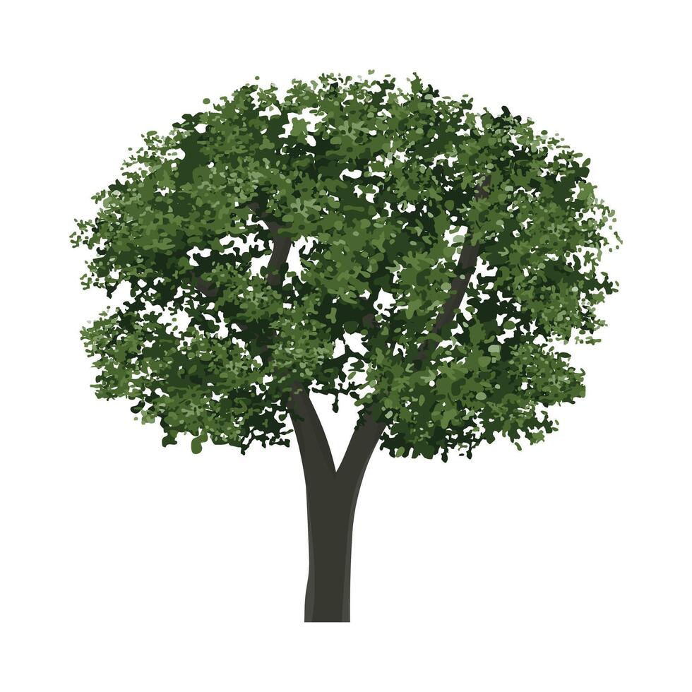 Big tree isolated on white background. Landscape object for outdoor graphic, architecture drawing, elements for environment and gardening. . vector