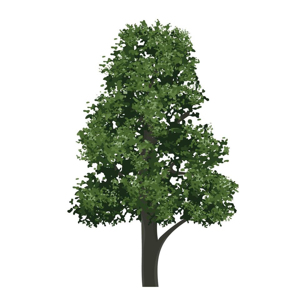 Big tree isolated on white background. Landscape object for outdoor graphic, architecture drawing, elements for environment and gardening. illustration. vector