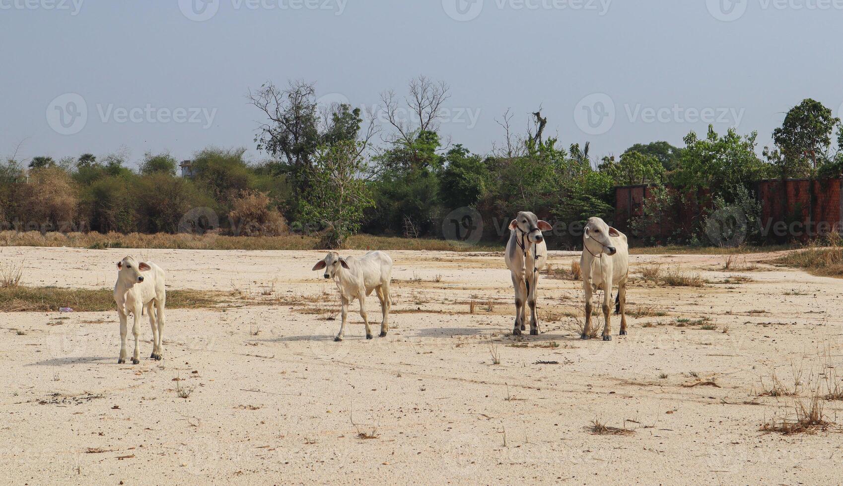 Cattle Herd Standing on Dry Sandy Open Field photo