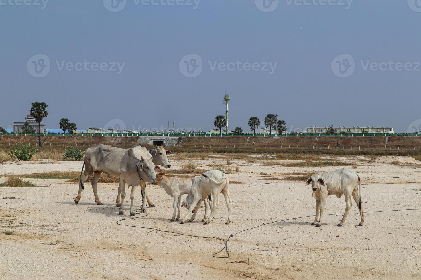 Cattle Family Grazing Peacefully on Sandy Open Field photo