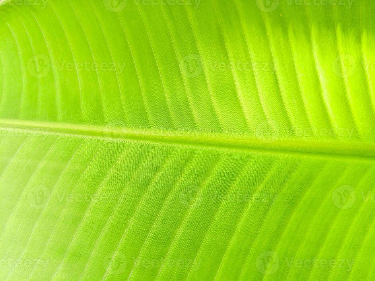 Banana Leaf Veins. Close-up shot of vibrant green banana leaf with visible veins and texture. The image highlights the natural patterns and details of tropical foliage. photo